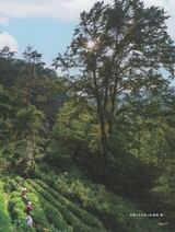 茶道2025年10月第10期