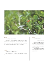 茶道2025年10月第10期