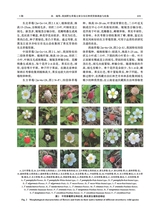 植物遗传资源学报2025年5月第5期