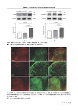 中国医学科学院学报2025年8月第4期
