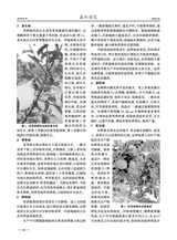 西北园艺·果树2025年4月第2期