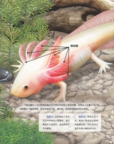 百科探秘·海底世界2025年10月第10期