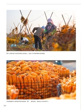 青岛画报2024年11月第11期