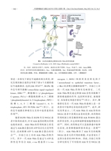 中国肿瘤临床与康复2025年5月第5期