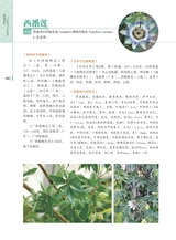 岭南药用植物图志（下册）2022年12月第1期