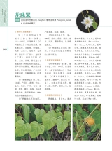 岭南药用植物图志（下册）2022年12月第1期