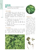 岭南药用植物图志（下册）2022年12月第1期
