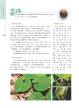 岭南药用植物图志（下册）2022年12月第1期