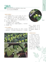 岭南药用植物图志（下册）2022年12月第1期