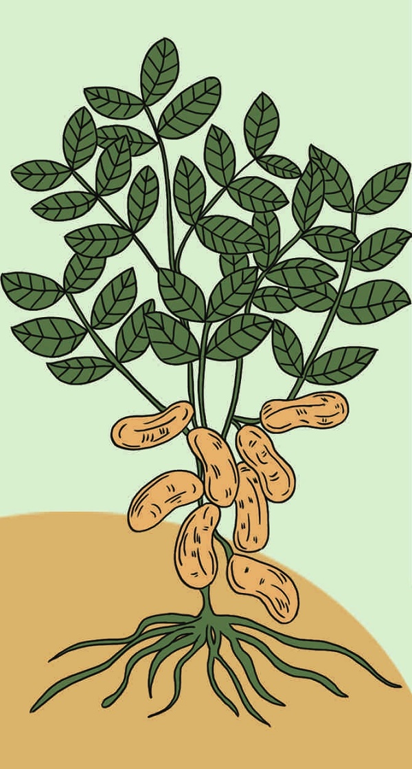 智慧少年·趣味语文