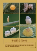 世界科学2025年11月第11期