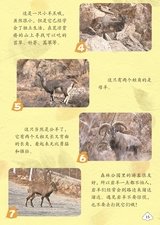 幼儿100·认知版2025年3月第3期