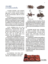 孔子学院·中泰文对照版2025年5月第3期