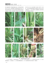 广西植保2024年3月第1期