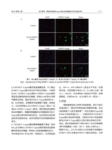 中国动物传染病学报2025年8月第4期