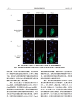 中国动物传染病学报2025年8月第4期
