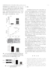 中国现代医药杂志2020年1月第1期