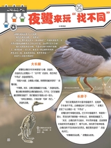 小哥白尼·野生动物画报2022年10月第10期