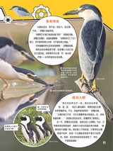 小哥白尼·野生动物画报2022年10月第10期