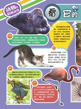 小哥白尼·野生动物画报2022年10月第10期