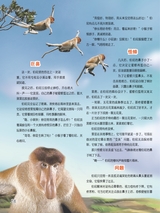 小哥白尼·野生动物画报2022年10月第10期