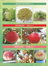 西北园艺2025年10月第10期