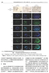 中国实验动物学报2025年6月第6期