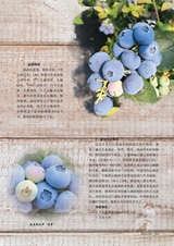 新农业2025年4月第4期