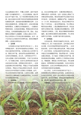 新农业2025年5月第5期